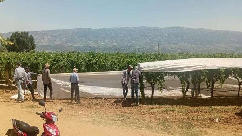 Manisa'da başladı! 35 dereceyi aşan sıcakta zorlu mesai: Milyonluk ürünler beyaz örtüyle korunuyor
