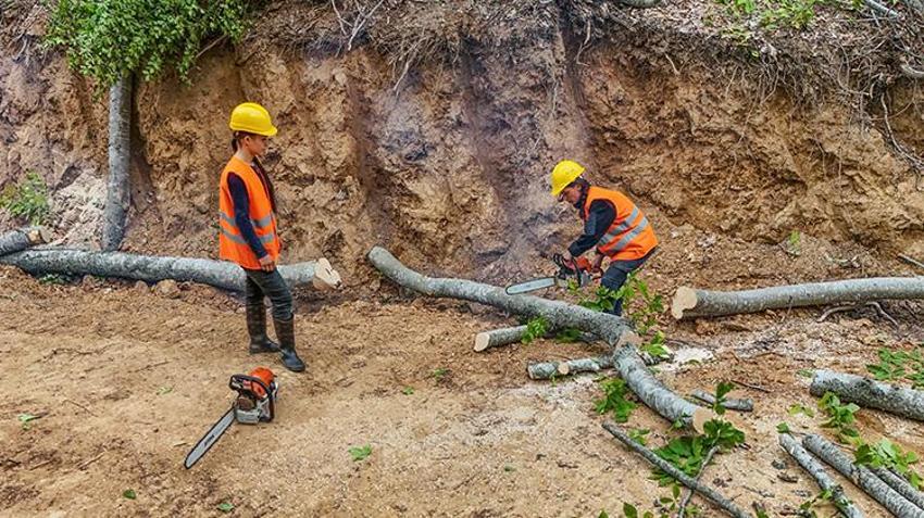 İki kız kardeşin yaptığı işi gören şaşkına dönüyor! Babalarıyla şafak vakti ormana koşuyorlar: Videoları rekor kırıyor