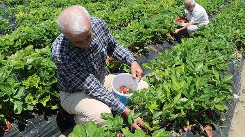 Devlet desteğini aldı üretime başladı! Yozgat'taki örnek projede vatandaş dalından topluyor