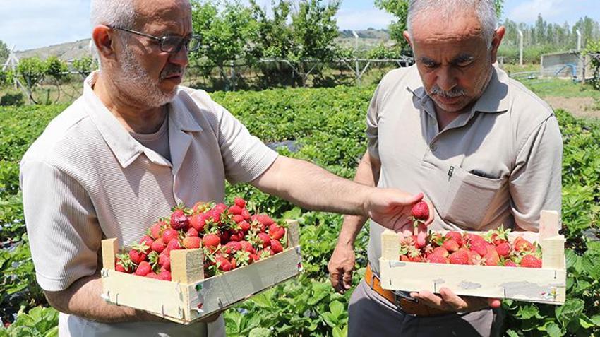 Devlet desteğini aldı üretime başladı! Yozgat'taki örnek projede vatandaş dalından topluyor
