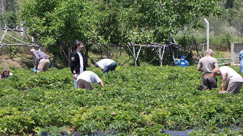 Devlet desteğini aldı üretime başladı! Yozgat'taki örnek projede vatandaş dalından topluyor