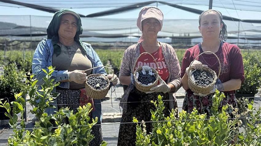 Pandemiyi fırsata çevirip İstanbul'u terk etti! Muğla'da kurduğu tesis ile ihracata başladı