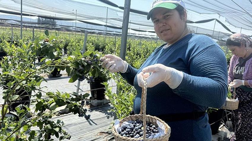 Pandemiyi fırsata çevirip İstanbul'u terk etti! Muğla'da kurduğu tesis ile ihracata başladı