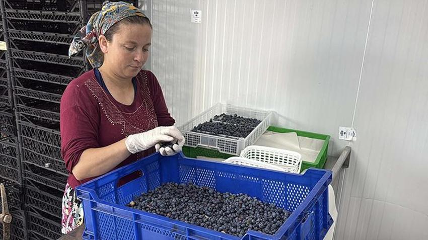 Pandemiyi fırsata çevirip İstanbul'u terk etti! Muğla'da kurduğu tesis ile ihracata başladı