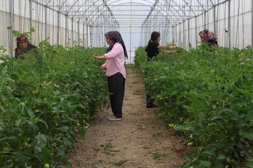 %50 hibe desteğini alan 5 kadın el ele verdi, Toroslar'ın dağ köyünde milyonluk gelir kapısı kuruldu: Susuz diye terk edilen çorak topraklarda siparişlere yetişemiyorlar