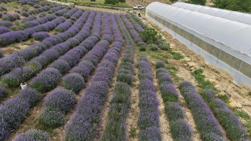 %50 hibe desteğini alan 5 kadın el ele verdi, Toroslar'ın dağ köyünde milyonluk gelir kapısı kuruldu: Susuz diye terk edilen çorak topraklarda siparişlere yetişemiyorlar