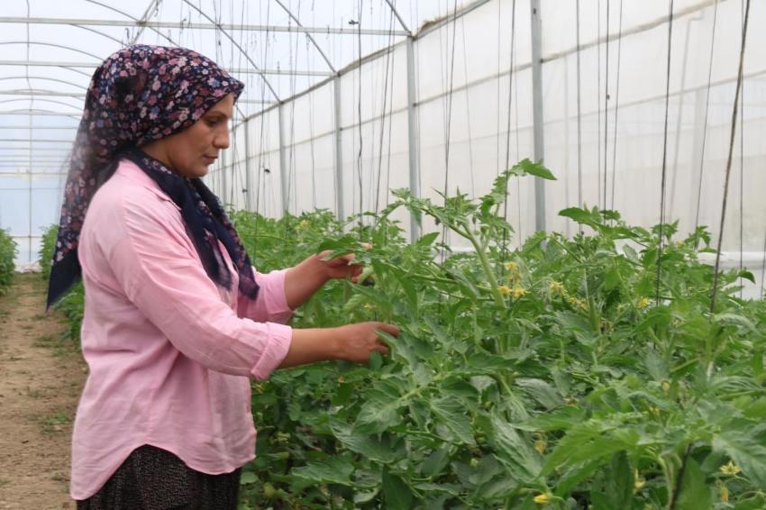 %50 hibe desteğini alan 5 kadın el ele verdi, Toroslar'ın dağ köyünde milyonluk gelir kapısı kuruldu: Susuz diye terk edilen çorak topraklarda siparişlere yetişemiyorlar