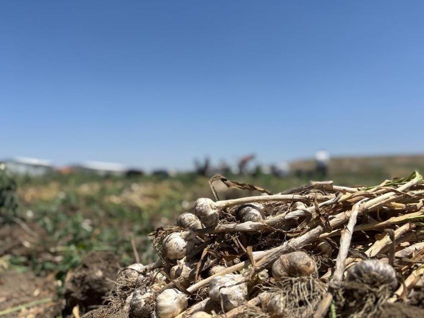 Ankara'da ilk kez yetişti: 350 ton verim aldılar