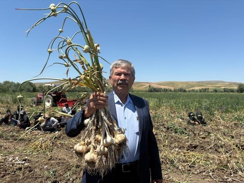 Ankara'da ilk kez yetişti: 350 ton verim aldılar