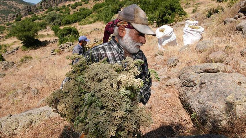 At sırtında dağ başında hasat vakti: 'Her sene geldik bu dağlara, çoluk çocuğu bu şekilde büyüttük'