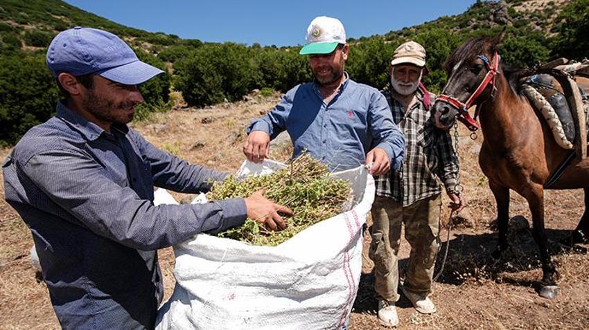 At sırtında dağ başında hasat vakti: 'Her sene geldik bu dağlara, çoluk çocuğu bu şekilde büyüttük'