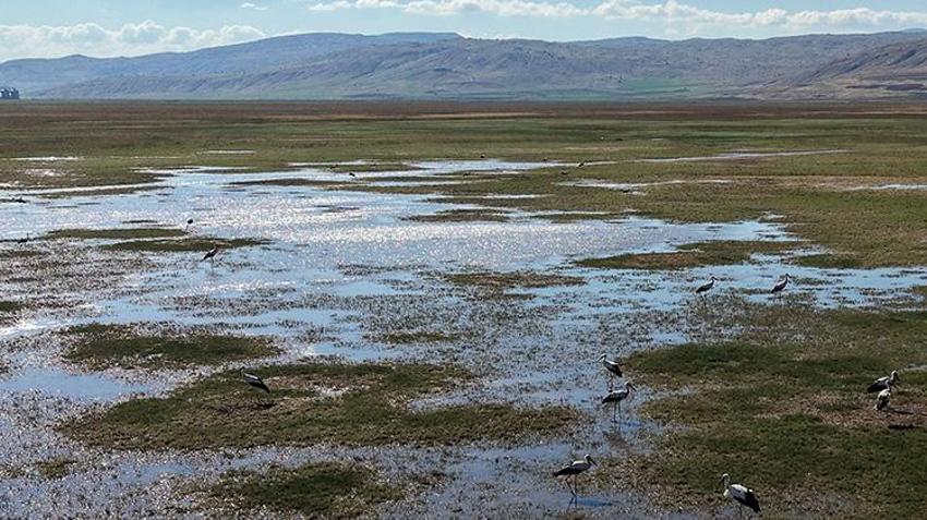 Sivas'ta görsel şölen! Korumalı Tödürge Gölü tam kapasiteye ulaştı, yüzlerce leylek akın etti