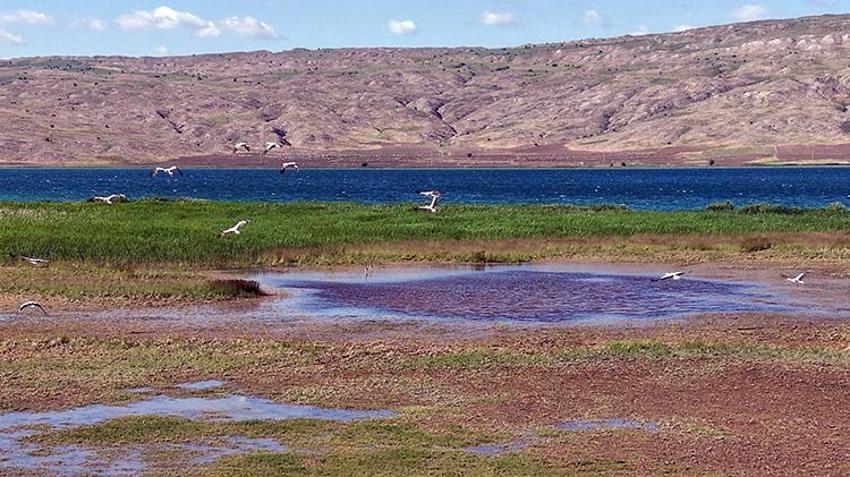 Sivas'ta görsel şölen! Korumalı Tödürge Gölü tam kapasiteye ulaştı, yüzlerce leylek akın etti