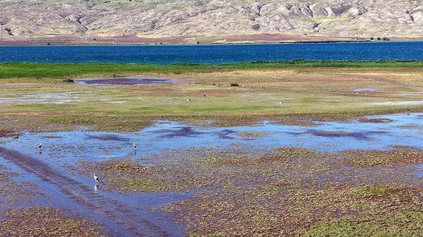 Sivas'ta görsel şölen! Korumalı Tödürge Gölü tam kapasiteye ulaştı, yüzlerce leylek akın etti