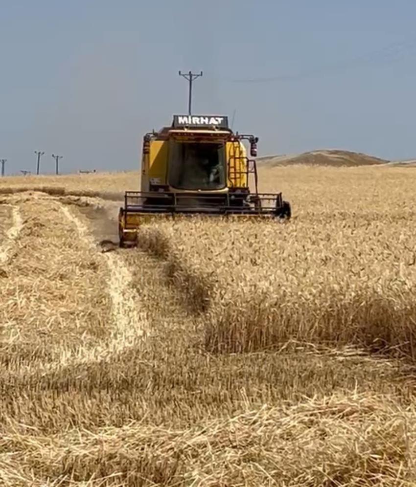 Siirt'te sarı altın mesaisi başladı! Yağmurlar rekolteyi coşturdu