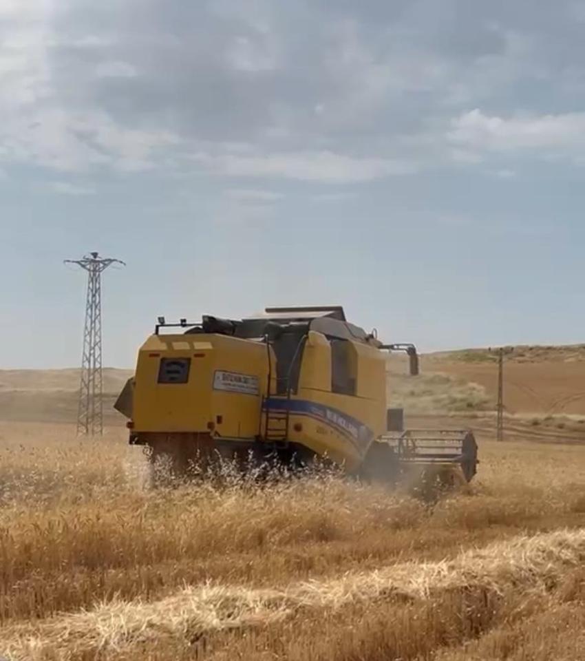 Siirt'te sarı altın mesaisi başladı! Yağmurlar rekolteyi coşturdu
