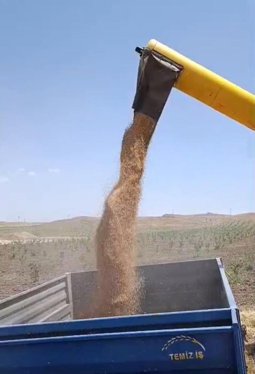 Siirt'te sarı altın mesaisi başladı! Yağmurlar rekolteyi coşturdu