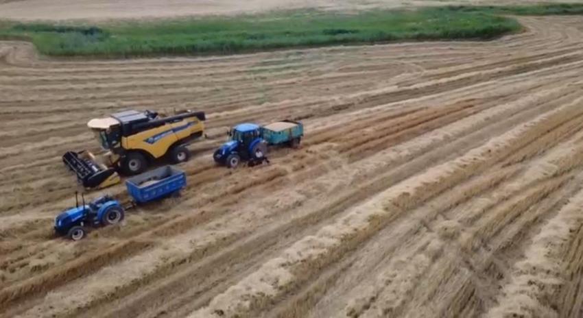 Siirt'te sarı altın mesaisi başladı! Yağmurlar rekolteyi coşturdu