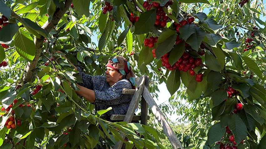 Marmara'nın yeni meyve üssü! Dereköy'de 'kırmızı altın' hasadı başladı, hedef 250 ton...