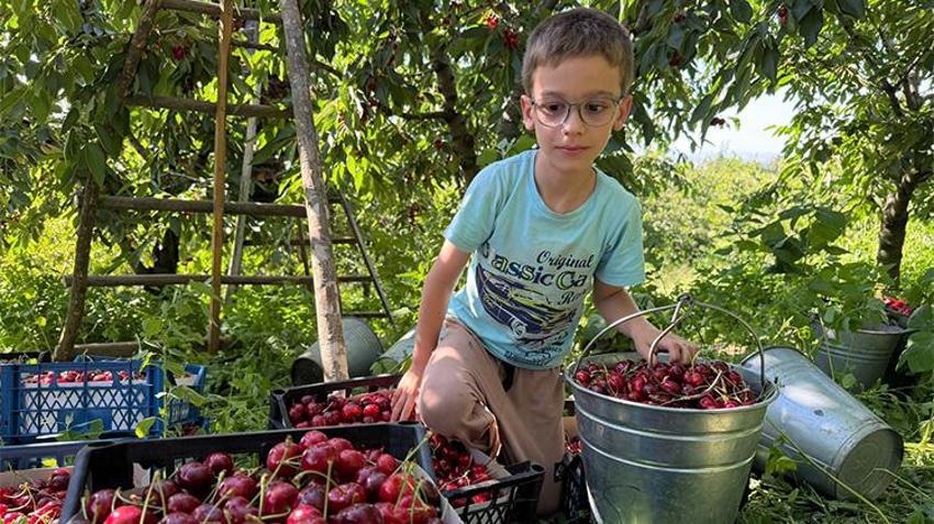 Marmara'nın yeni meyve üssü! Dereköy'de 'kırmızı altın' hasadı başladı, hedef 250 ton...