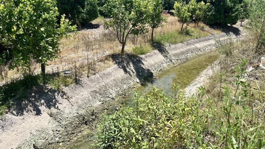 Adana'da 7 aydır devam ediyor: Tarlaları yılanlar bastırınca isyan başladı