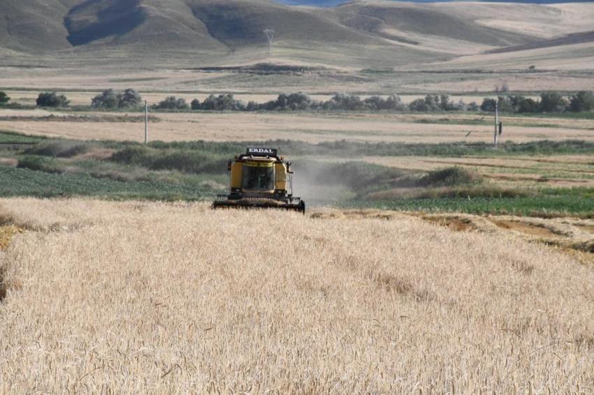 Yozgat'ın beklediği oldu: Sezonun ilk hasadında kilo dekar başına verim arttı