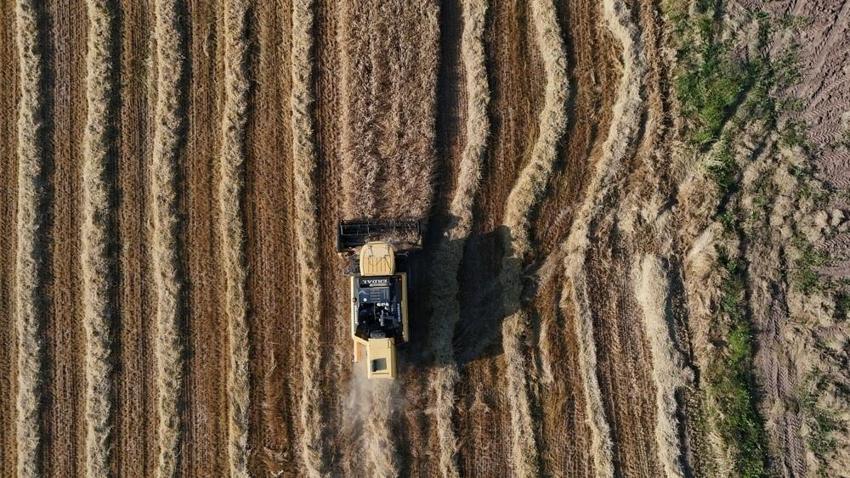 Yozgat'ın beklediği oldu: Sezonun ilk hasadında kilo dekar başına verim arttı