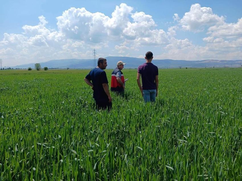 Kütahya'da yerli tohum hamlesi! 2 bin 773 dekarlık dev alanda tohumluk kontrolleri tamamlandı: Rekor verim bekleniyor!