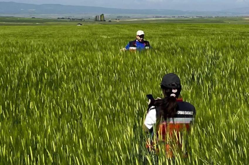 Kütahya'da yerli tohum hamlesi! 2 bin 773 dekarlık dev alanda tohumluk kontrolleri tamamlandı: Rekor verim bekleniyor!