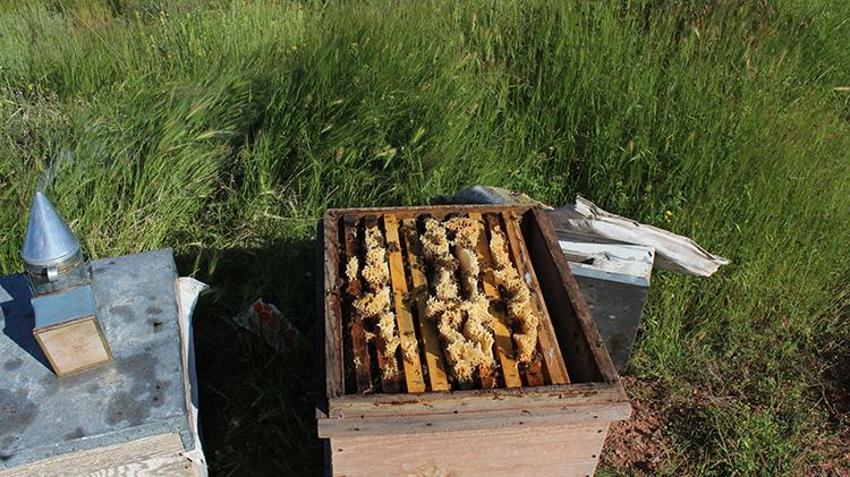 Arılar petekleri saniyeler içinde dolduruyor! Kilogram fiyatı bin liradan başlayacak: 6 yıl sonra bir ilk... Kovan başı 40 kilo veriyor