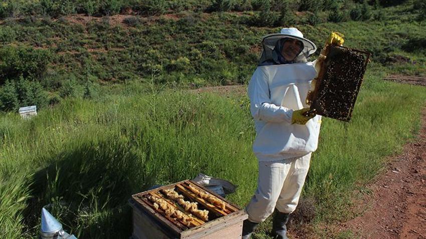 Arılar petekleri saniyeler içinde dolduruyor! Kilogram fiyatı bin liradan başlayacak: 6 yıl sonra bir ilk... Kovan başı 40 kilo veriyor