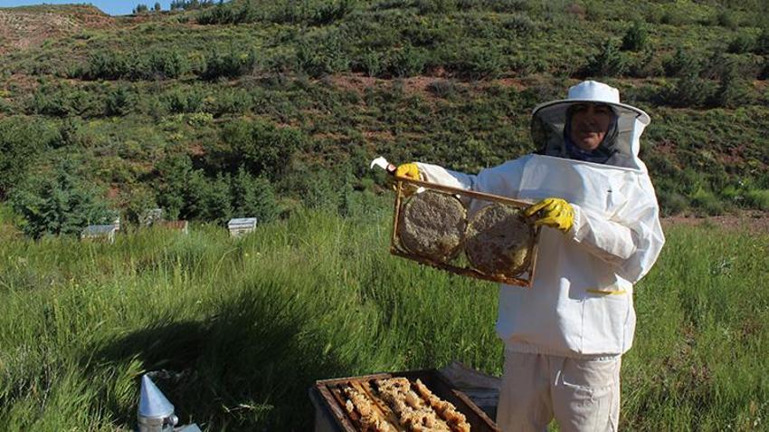 Arılar petekleri saniyeler içinde dolduruyor! Kilogram fiyatı bin liradan başlayacak: 6 yıl sonra bir ilk... Kovan başı 40 kilo veriyor