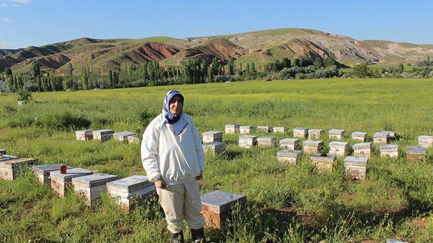 Arılar petekleri saniyeler içinde dolduruyor! Kilogram fiyatı bin liradan başlayacak: 6 yıl sonra bir ilk... Kovan başı 40 kilo veriyor
