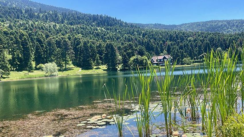 Gölün üzerinde renk cümbüşü başladı ama koparmanın bedeli bir servet! Bolu’da jandarma ve ekipler o çiçeğin peşinde...