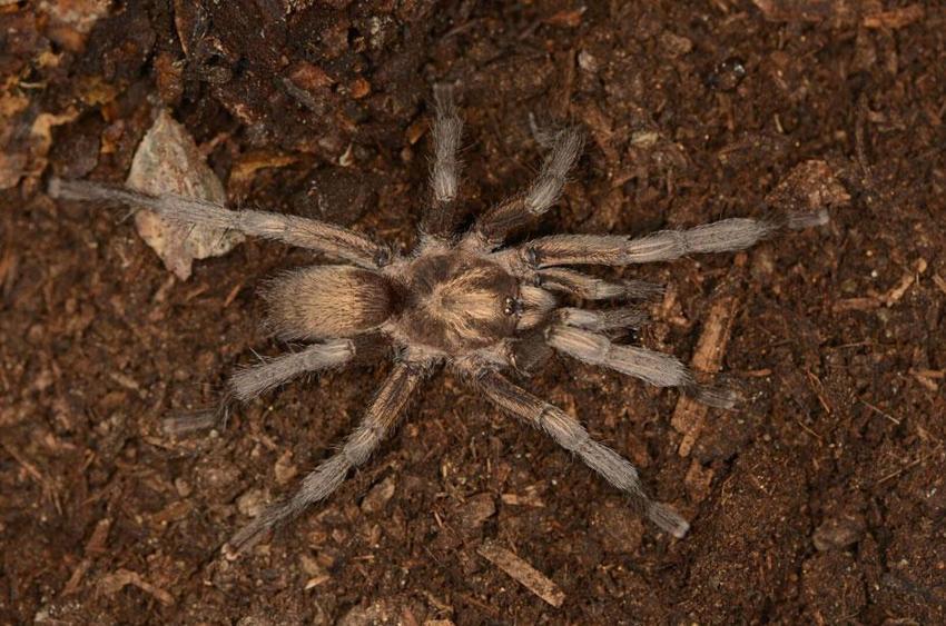 Bafa Gölü'nde keşfedilen Türkiye'nin yeni tarantula türü tescillendi