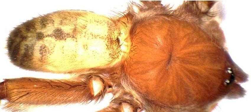 Bafa Gölü'nde keşfedilen Türkiye'nin yeni tarantula türü tescillendi