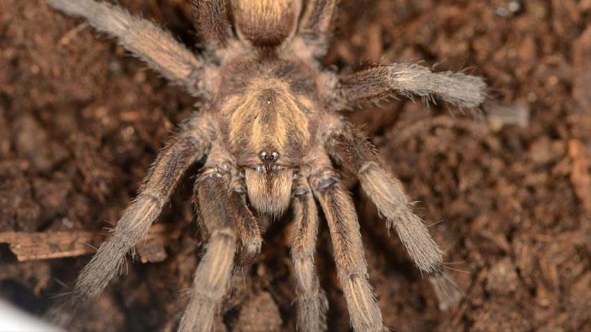 Bafa Gölü'nde keşfedilen Türkiye'nin yeni tarantula türü tescillendi
