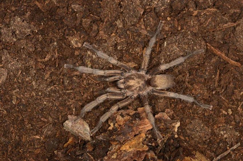 Bafa Gölü'nde keşfedilen Türkiye'nin yeni tarantula türü tescillendi