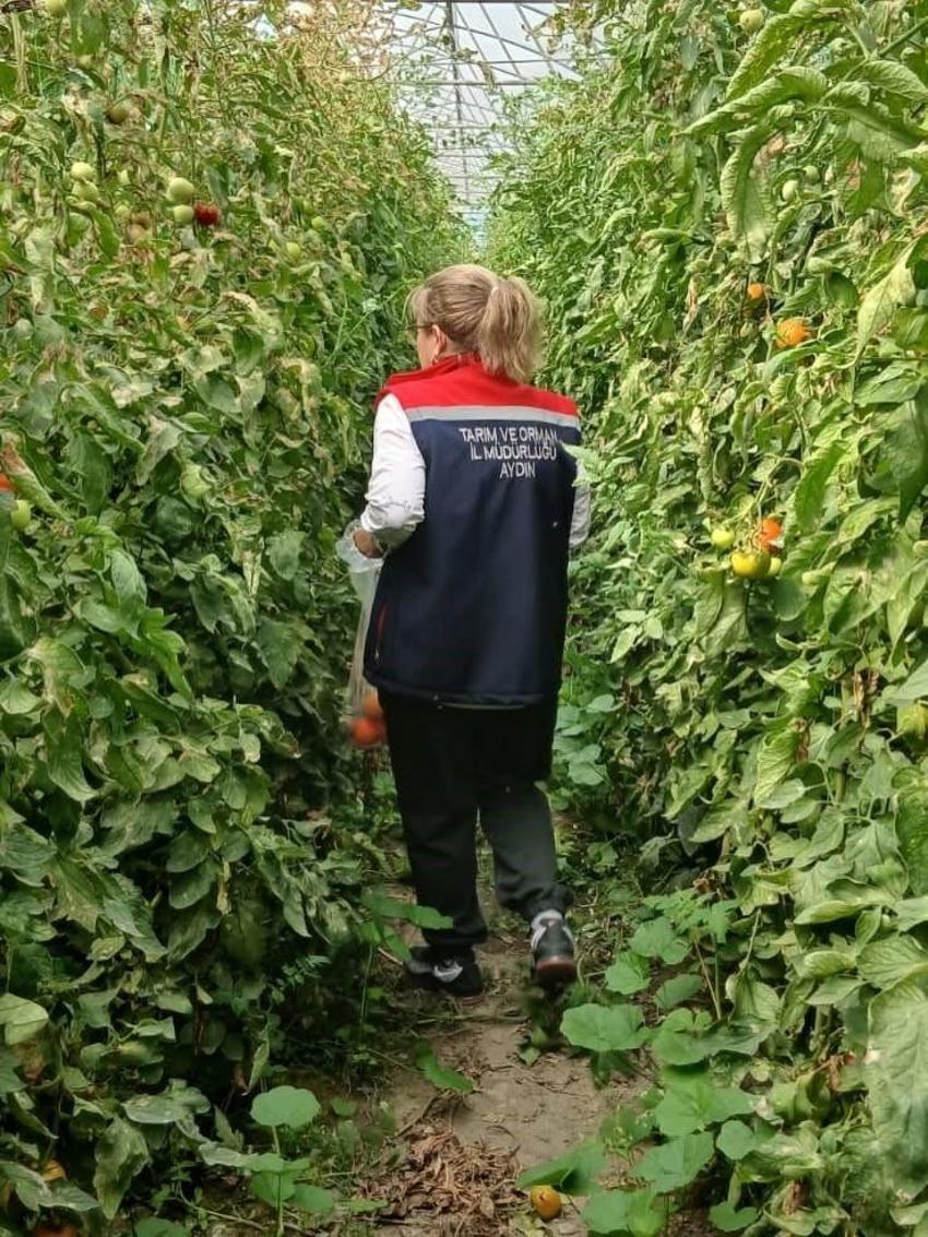 Söke'de domates hasadı öncesi dev pestisit operasyonu: Seralarından numuneler toplanıyor