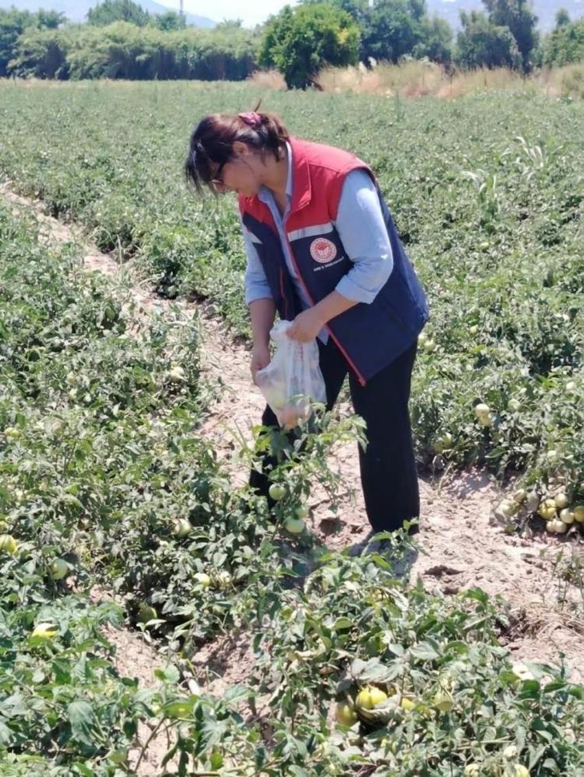 Söke'de domates hasadı öncesi dev pestisit operasyonu: Seralarından numuneler toplanıyor