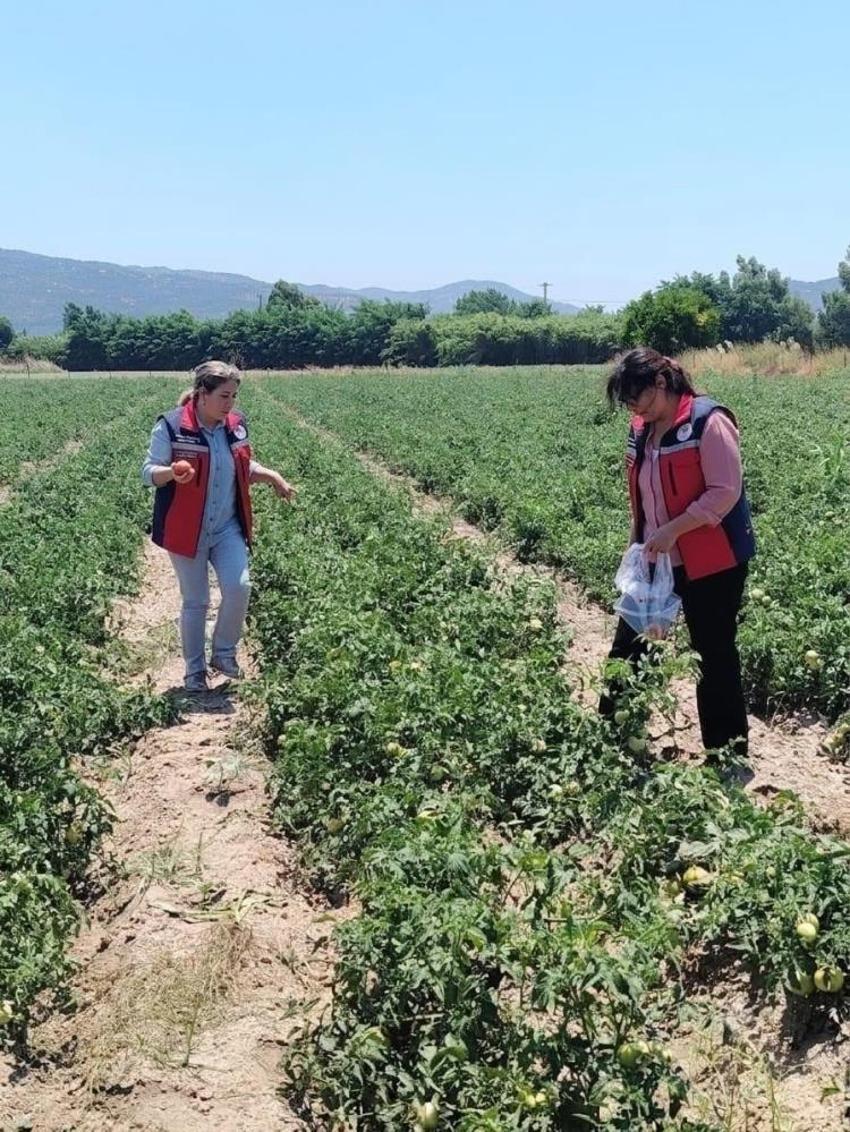 Söke'de domates hasadı öncesi dev pestisit operasyonu: Seralarından numuneler toplanıyor
