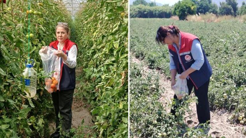Söke'de domates hasadı öncesi dev pestisit operasyonu: Seralarından numuneler toplanıyor