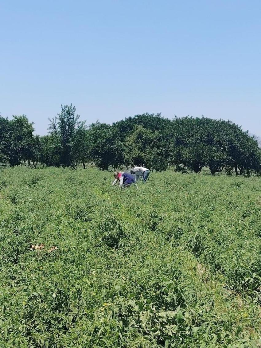 Söke'de domates hasadı öncesi dev pestisit operasyonu: Seralarından numuneler toplanıyor