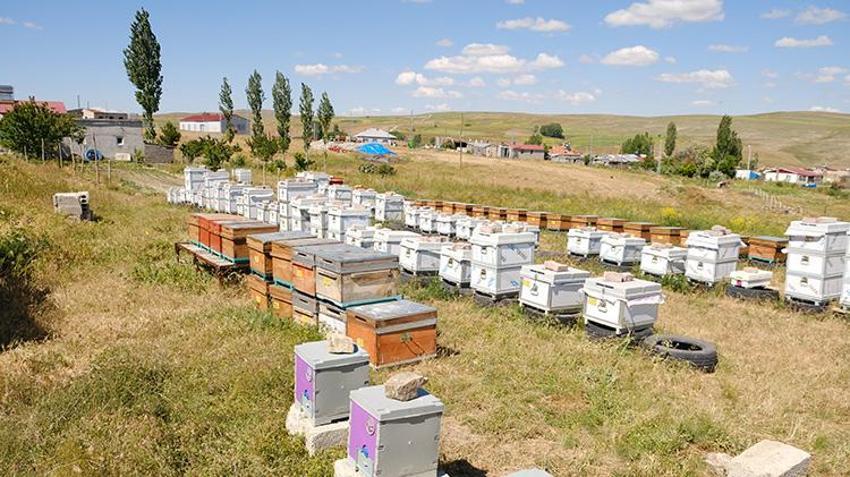 Kursla başladı, formülü değiştirdi 1 yılda kovan sayısını 3'e katladı: Erkek işi diyenlere inat tek başına yapıyor