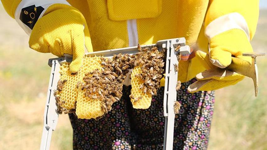 Kursla başladı, formülü değiştirdi 1 yılda kovan sayısını 3'e katladı: Erkek işi diyenlere inat tek başına yapıyor