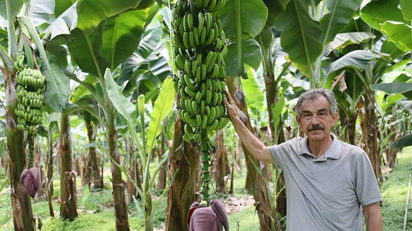 11 yılda üretimi 4 kat artan muzun fiyatı düştü! Antalyalı üretici şikayetçi: 'İthalatın gözden geçirilmesi gerekiyor'