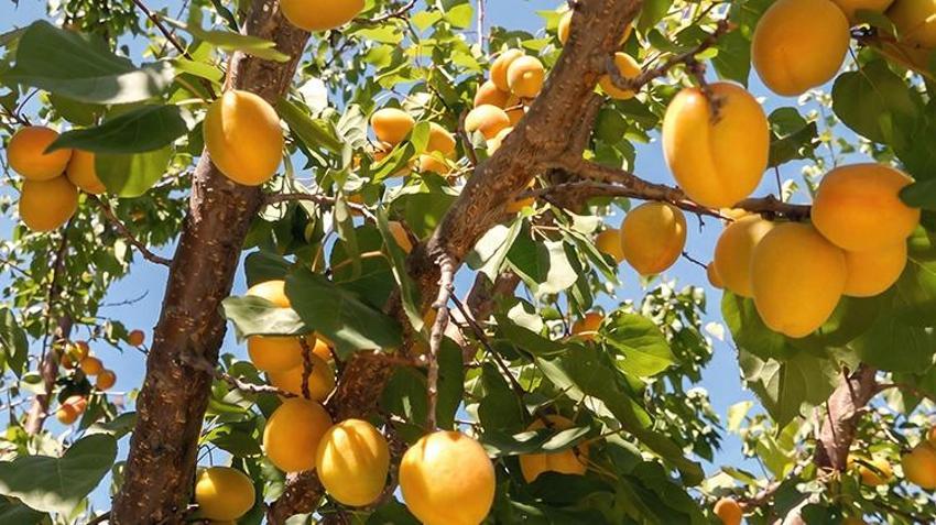 Coğrafi işaretli Mut kayısısında 250 bin rekolte sevinci! Bahçesi olanlar paraya para demiyor! Rusya ve Almanya sıraya girdi!