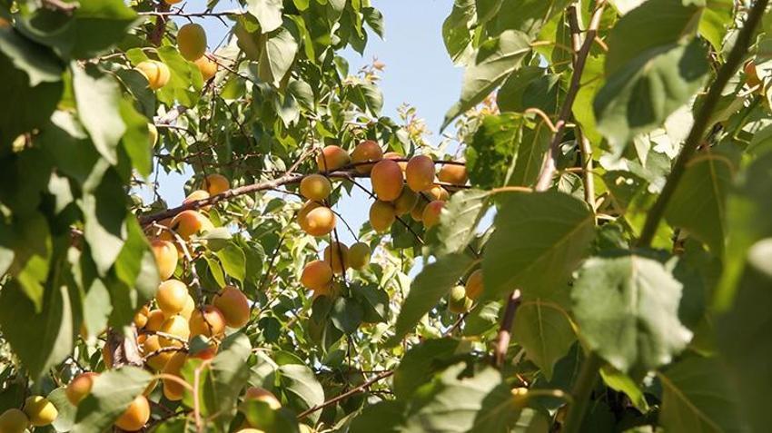 Coğrafi işaretli Mut kayısısında 250 bin rekolte sevinci! Bahçesi olanlar paraya para demiyor! Rusya ve Almanya sıraya girdi!