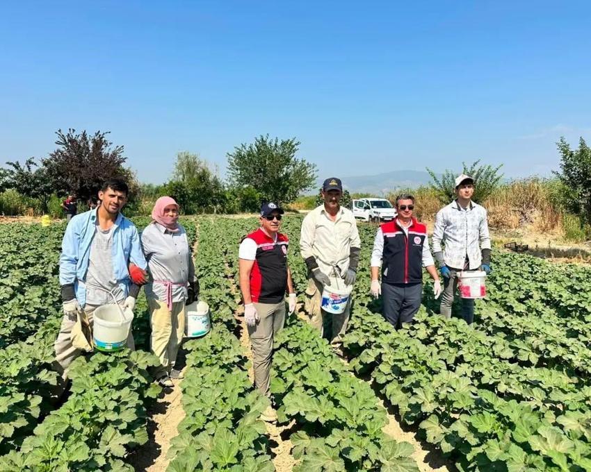 Aydın'ın önemli tarım merkezlerinden Koçarlı bamya üretimindeki liderliğini sürdürüyor