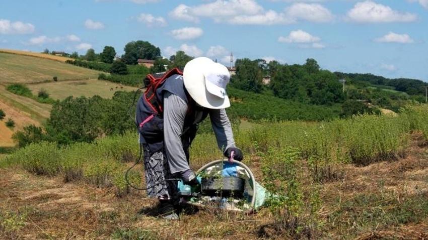 Kocaeli'de alım garantili ektiler, boş arazilerini kazanca çevirdiler